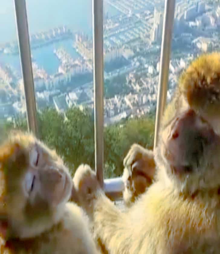 Monkeys Of Gibraltar