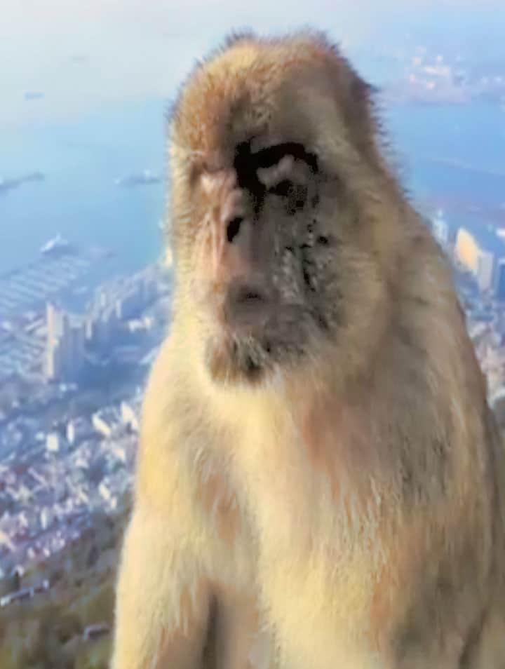 Monkeys Of Gibraltar