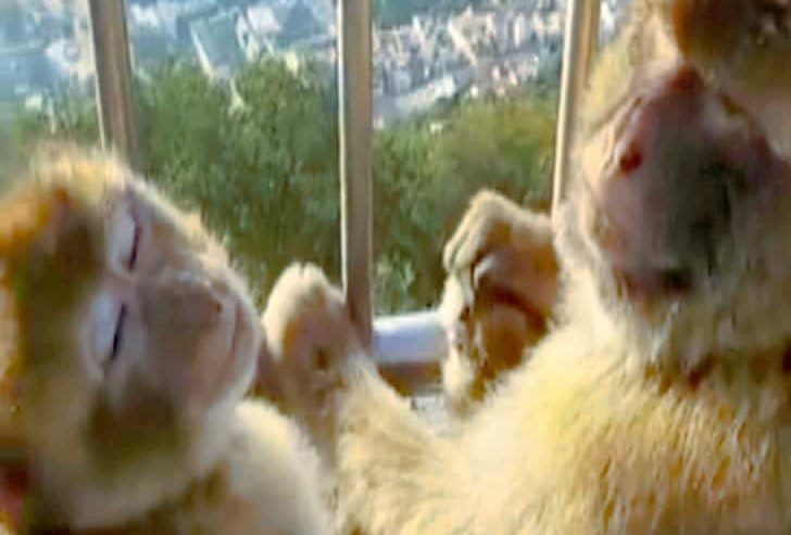 Monkeys Of Gibraltar