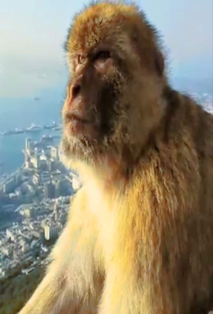 Monkeys Of Gibraltar